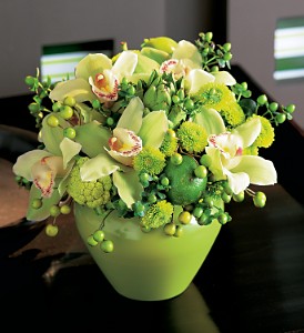 Cynbidium Orchids Compact  Fresh Arr 