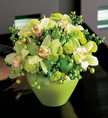 Cynbidium Orchids Compact Fresh Arr Cynbidium Orchids Compact Fresh Arr