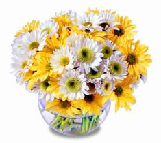 Daisy  fetish  Arrangement