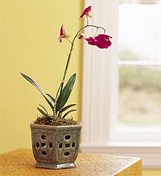 Dendrobium Orchid in  Pot