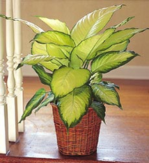Desk / Tabletop Plant