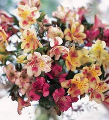 Dozen Alstromeria in Vase