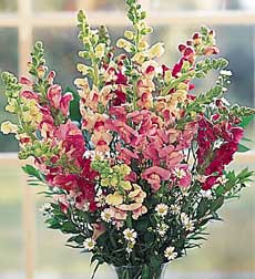 Dozen Snapdragons in Vase