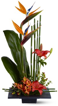 Exotic Birds of Paradise 