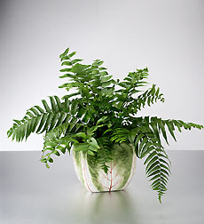 Fern Plant in Cabbage Pot