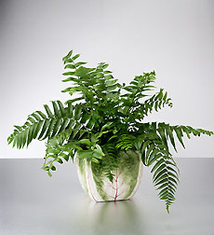 Fern Plant in Cabbage Pot