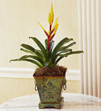Fleur De Lis / Bromeliad