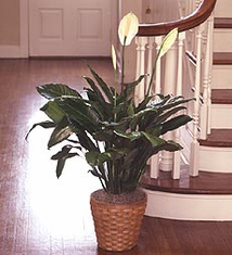 Floor Plant