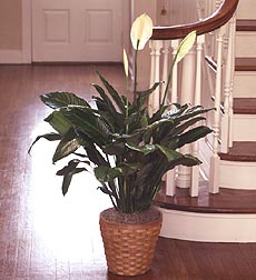 Floor Plant