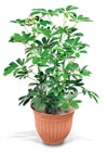 FX Plants