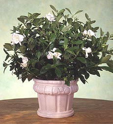 Gardenia Plant in Decorative Container