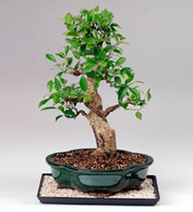 Golden Gate Bonsai