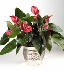 Hawaiian Anthurium