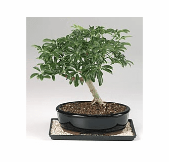 dracaena goldieana Dracaena Reflexa - House Plants - Plant Shop main image 1