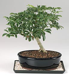 Hawaiian Umbrella Bonsai