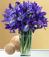 Iris Fetish Iris Fetish
