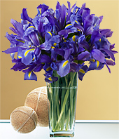 Iris Fetish 