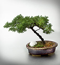 Juniper Bonsai with Golf Ball