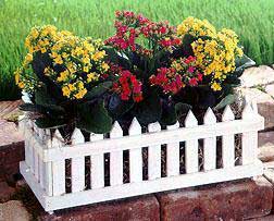 Kalanchoe Window Box