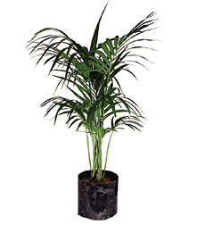 Kentia Palm Tree