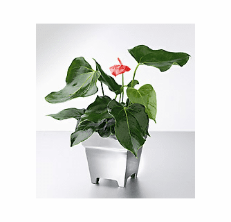 red dracaena varieties Shop Majestic Dragon Plant