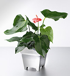 Lady Jane Anthurium in Polished Aluminum