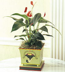 Lady Jane in Regal Planter