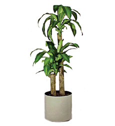 Mass Cane Tree