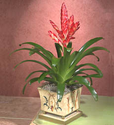 Medici Villa Planter w/Bromeliad