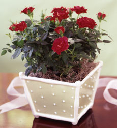 Mini  Rose in Ceramic