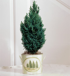 Mini Tree B