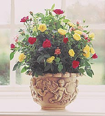 Miniature Rose Plant in Cherub Planter