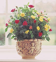 Miniature Rose Plant in Cherub Planter