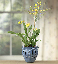 Oncidium Orchid in Scalloped Ceramic Pot