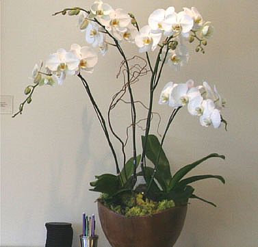 orchid