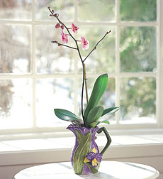 Orchid Plant in Orchid Pitcher