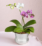 orchid plants