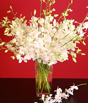Orchids in Vase