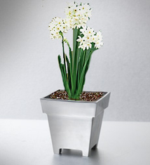 Paperwhites in Polished Aluminum Planter