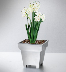 Paperwhites in Polished Aluminum Planter