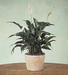 Peace Plant