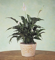 Peace Plant