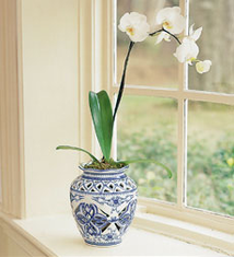 Phalaenopsis Orchid in Delft Style Jar