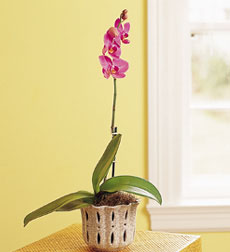 Phalaenopsis Orchid in Traditional Pot