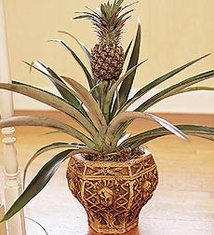 Pineapple Plant in Garden Urn