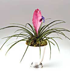 Pink Bromeliad