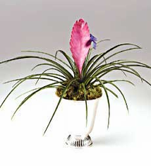 Pink Bromeliad