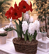 Plants