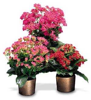 Plants FX 3800