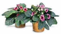 Plants FX 3801